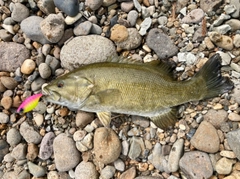 スモールマウスバスの釣果