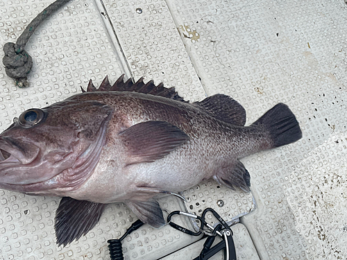 ソイの釣果