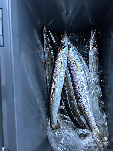 カマスの釣果