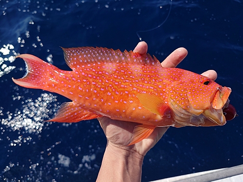 オジロバラハタの釣果