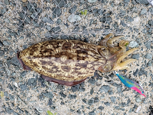 モンゴウイカの釣果