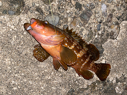 アコウの釣果