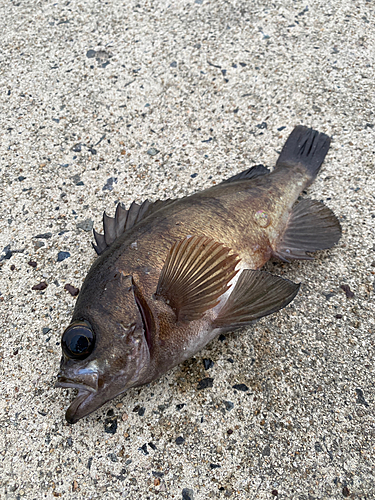 メバルの釣果