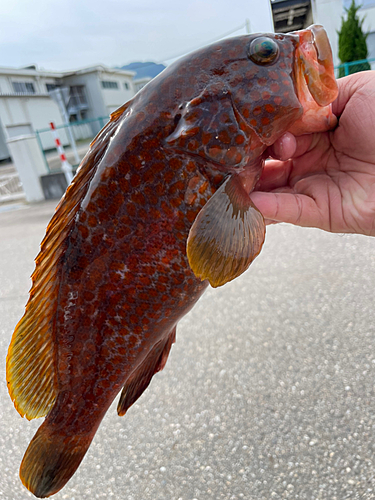 キジハタの釣果