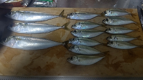 アジの釣果