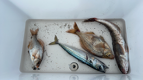 ウミタナゴの釣果