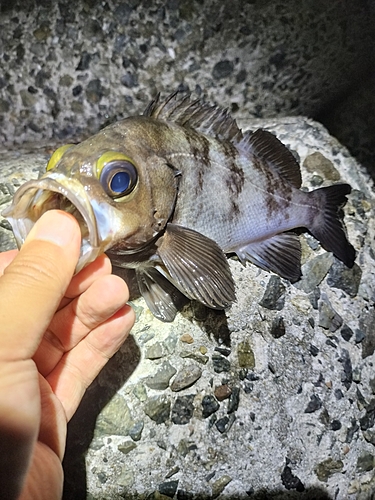 メバルの釣果