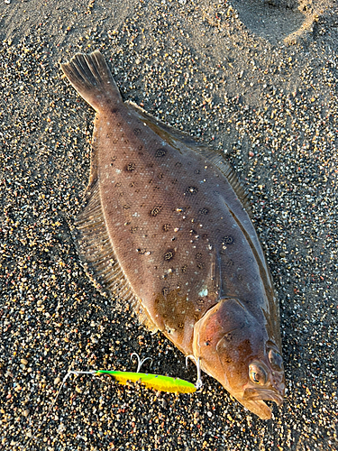 ミズクサガレイの釣果