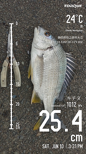 キビレの釣果