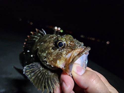 ガシラの釣果