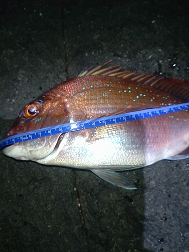 マダイの釣果