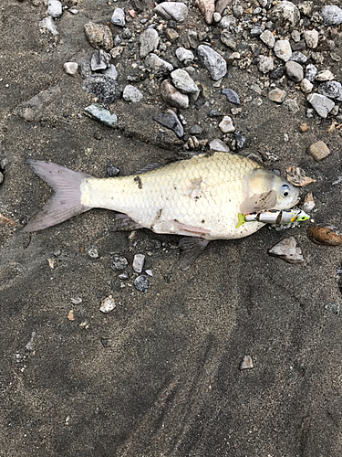 ヘラブナの釣果