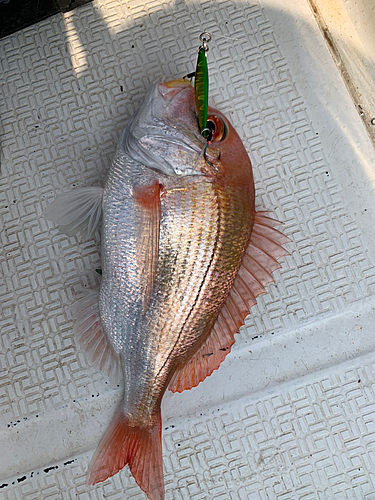 レンコダイの釣果