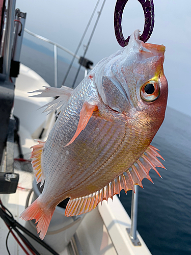 レンコダイの釣果