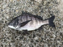 チヌの釣果
