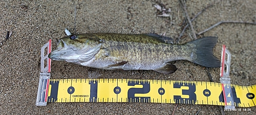 スモールマウスバスの釣果