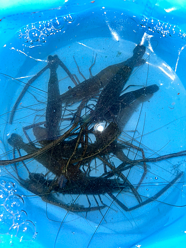 テナガエビの釣果