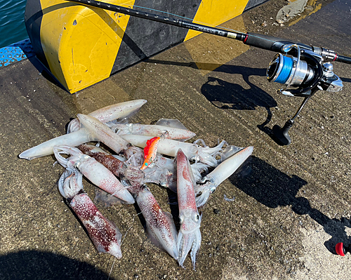 マメイカの釣果