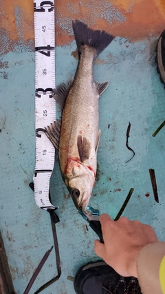 シーバスの釣果