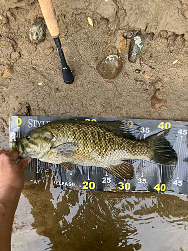 スモールマウスバスの釣果