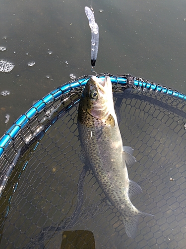 ニジマスの釣果