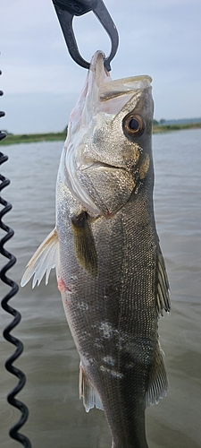 スズキの釣果