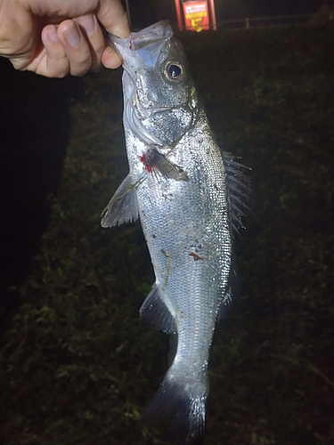 フッコ（ヒラスズキ）の釣果