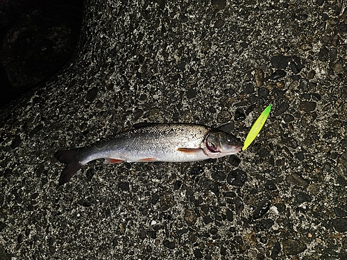 ウグイの釣果