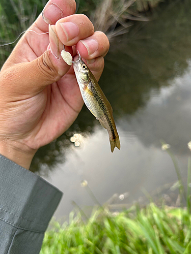 アブラハヤの釣果