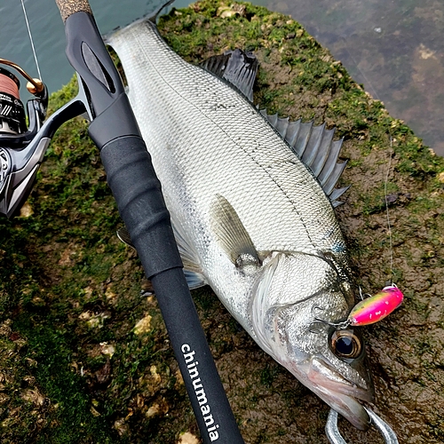 スズキの釣果