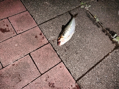 コノシロの釣果