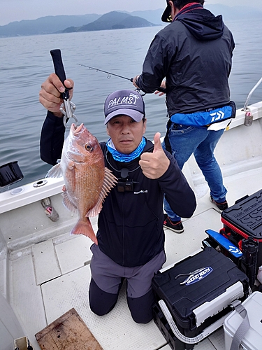 マダイの釣果