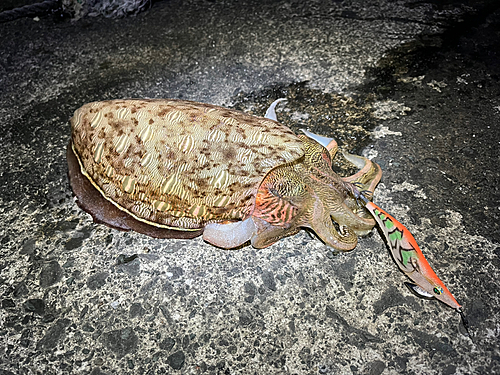 コウイカの釣果