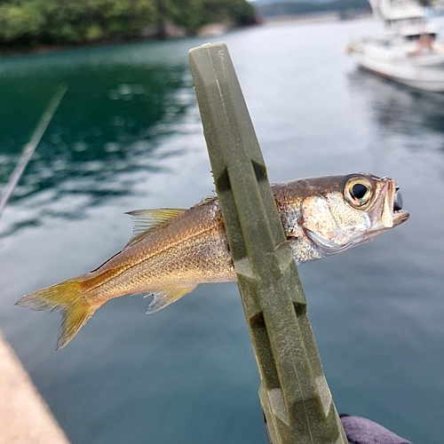 シロムツの釣果