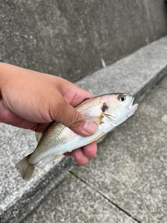 イシモチの釣果