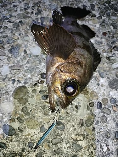 メバルの釣果