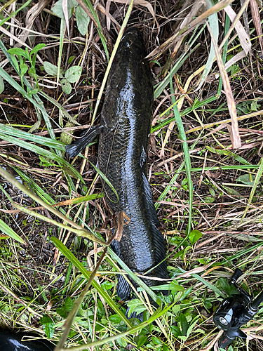 ライギョの釣果