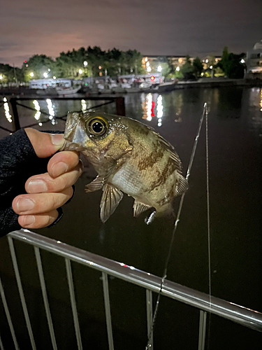 シロメバルの釣果