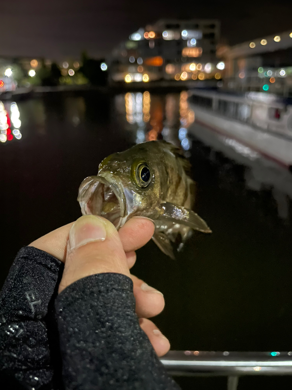 シロメバル