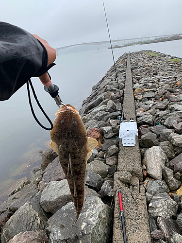 マゴチの釣果