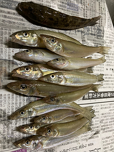 キスの釣果