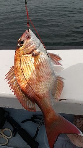 マダイの釣果