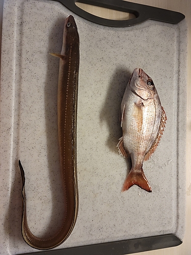 アナゴの釣果