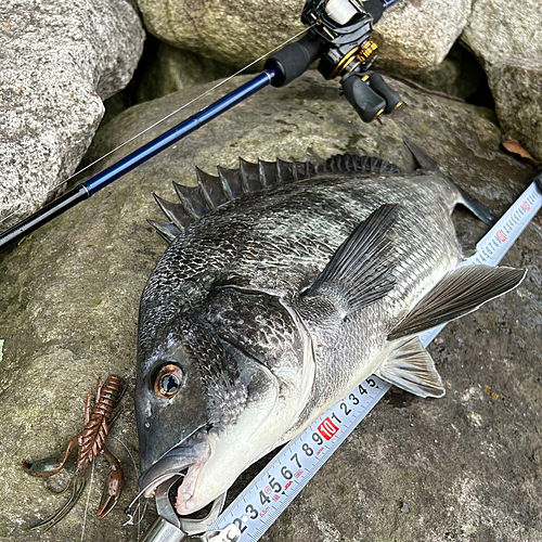 クロダイの釣果