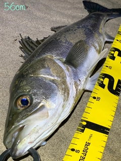 シーバスの釣果