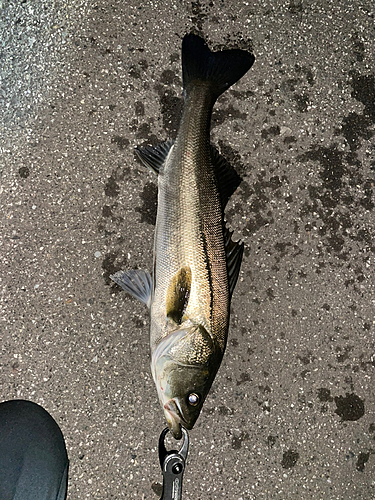 スズキの釣果