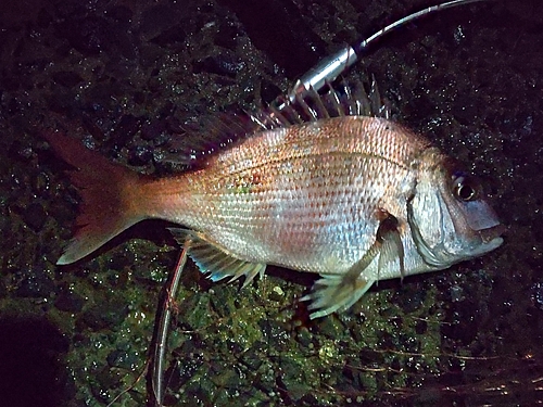 タイの釣果