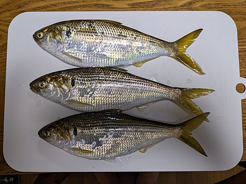 コノシロの釣果