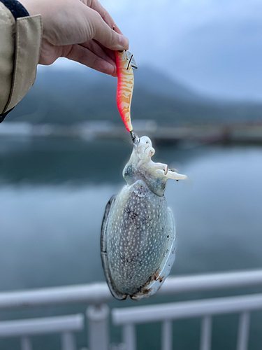 コウイカの釣果