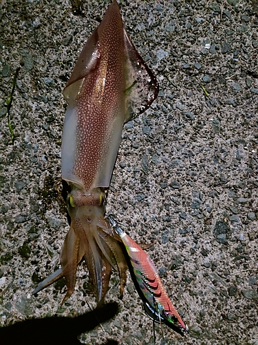 ケンサキイカの釣果